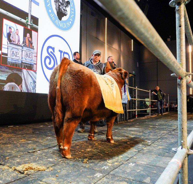 La genética Angus volvió a romper marcas